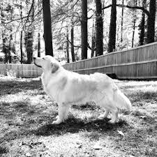 Golden honey kennel loves the golden part of the goldendoodle the best. Danfords Goldens Home Facebook