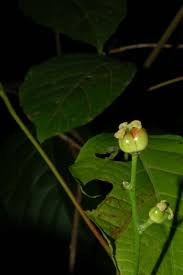 Image result for Alchornea occidentalis