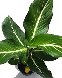 Dieffenbachia Sterling I Love This Plant But Also It Kinda Reminds Me Of Bok Choy Dieffenbachia Dieffenbachiaste Plants Plant Care Dieffenbachia Houseplant