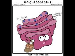 How are the proteins and lipids that travel through the golgi affected by the enzymes within the golgi apparatus? Golgi Apparatus Youtube