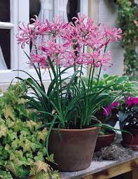 Helleborus are long flowering perennials that are shade tolerant hellebores are hardy perennials that bloom continuously from late winter until early summer, with most species flowering for a month. Buy Guernsey Lily Nerine Bowdenii Bulb Flowers Garden Containers Flower Pots