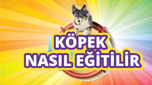 komik kopek videolari kopek nasil egitilir youtube