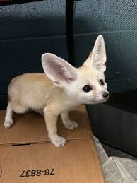 Fainting' Fox Found Lying By Side Of The Road Shocks Rescue Team - The Dodo