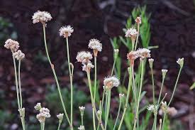 Image result for Eriosema nutans