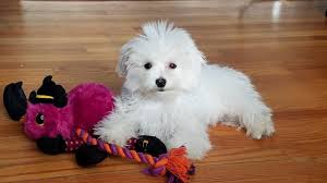 Terrier Maltese Irki Yavruyu Sahiplenenlerin Uygulamasi Gereken 9 Kural
