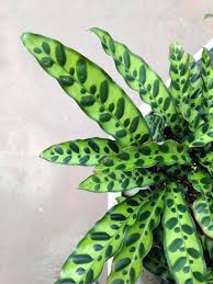 Check spelling or type a new query. Calathea A Guide To Collecting Calathea Leaf And Paw