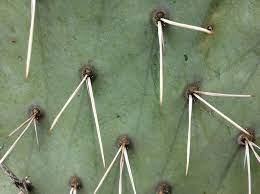 Look no further with this article dive deep into perhaps the first thing you think of is the spines. How To Remove Cactus Spines Including Ones Stuck In Your Throat