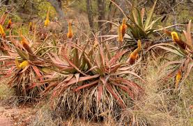 Image result for Aloe spicata