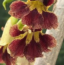 Image result for Markhamia zanzibarica