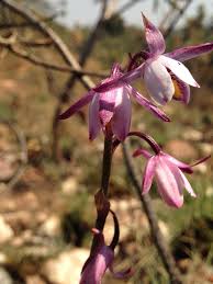 Image result for Eulophia hians