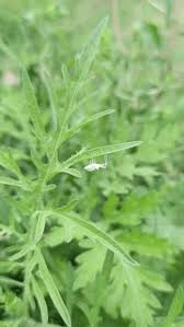 Image result for Micrococca mercurialis