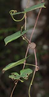 Image result for Dioscorea asteriscus