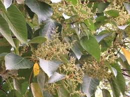 Image result for Macaranga capensis