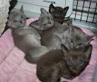Burmese Cat Breed Information, Pictures, Characteristics ...
