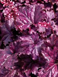 Shop costco.com for the highest quality of fresh roses at member prices. Heuchera Forever Purple Bluestone Perennials