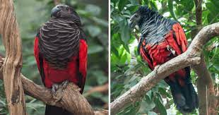 Most of them have vibrant colors, such as green, red, and blue. This Dracula Parrot Is A Real Goth Among Birds It S Scary And Gorgeous All At Once