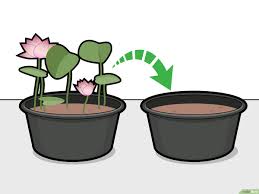 Kaedahnya mudah sahaja iaitu dengan hanya meminum air rebusan umbisinya. 3 Cara Untuk Menanam Bunga Teratai Wikihow