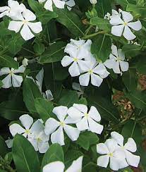 White Vinca Annual Upright Sun 8 12 Tall Loves Heat Full Sun Flowers Plants Annual Flowers