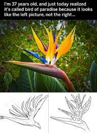 Pin By Ravin Thorn On Funny Things Birds Of Paradise Best Funny Photos Funny Pictures