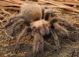 Big Black And White Spider Texas Texas Brown Aphonopelma Hentzi Arachnids Spiders Funny Animal Pictures Arachnids