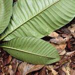 Image result for Gardenia imperialis