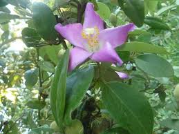 Image result for Lagunaria patersonia