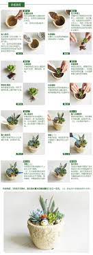 屿路生活 多肉植物盆栽 桌面绿植 创意礼品 复古陶盆 b款 龙猫 屿路生活 propagating succulents succulents my secret garden