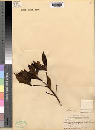 Image result for Leptactina benguelensis