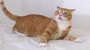 When The Catnip Kicks In Cole And Marmalade Funny Cats And Dogs Funny Cats Cats