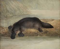 Image result for Elionurus platypus