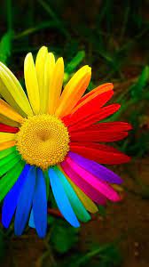 Download Hd Rainbow Daisy Flower Wallpaper Wallpapers Com Android Phone Wallpaper Wallpapers For Mobile Phones Flower Wallpaper