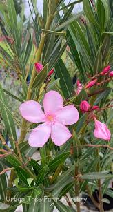 Image result for Nerium oleander