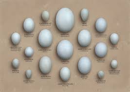Birds That Lay Eggs On The Ground Uk Pin By Robin Eisner On Birds Bird Eggs White Eggs Egg Chart