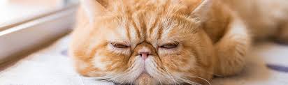 We did not find results for: Cat Deworming Symptoms Treatment Moncton Animal Hospital