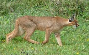 Still, mixed reviews among keepers may have you feeling optimistic about a journey into caracal keeping. The Caracal Six Remarkable Adaptations And General Facts Owlcation