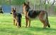 Blue Long Haired German Shepherd