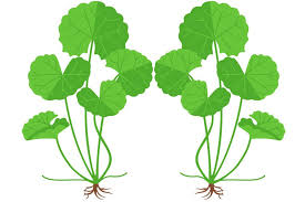 Gotu Kola Is Famous For Consolidating Energy In The Frontal Lobe Of The Brain Enhancing Gaba Production And Concentra Natural Stress Relief Plant Leaves Brain