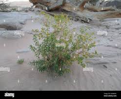 Image result for Flaveria bidentis