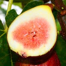 A gift card looks and works like a debit card, but it is preloaded with there are basically three types of gift cards on the basis of acceptance: Seeds Bulbs 100pcs Rare Tropical Fig Seeds Mini Fig Tree Bonsai Plant Rare Fruit Seeds 2019 Garden Patio