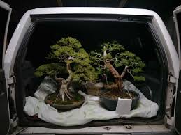 Pokok cucur atap mesti ditukar tanahnya setahun sekali, walaupun pokok itu masih kelihatan subur. Bonsai Cucur Atap Home Facebook