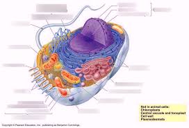 Maybe you would like to learn more about one of these? Sccc Biology 160 Overview Of A Animal Cell Diagram Quizlet