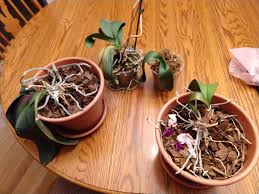 Repotting orchids in a few easy steps. Orchids From Work Rescued Help Album On Imgur
