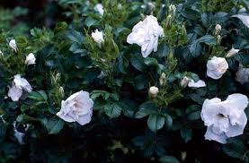 Rhs Plant Selector Rosa Blanche Double De Coubert Ru Agm Rhs Gardening Garden Planting Scheme White White Plants Garden Planting Flowers
