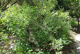 Image result for Crotalaria agatiflora