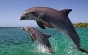 21 Highest Jumping Animals In The World In 2020 Dolphins Dolphin Facts Animals
