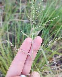 Image result for Eragrostis plana