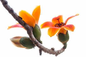 Image result for Bombax