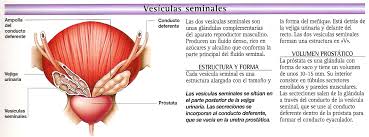 Vesícula seminal