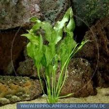 Image result for Ottelia ulvifolia