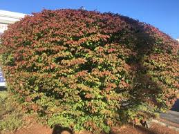 Image result for Bush